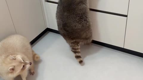 🤣🍔 Too Chonky to Steal Food? Watch This Epic Fail! | FunFM