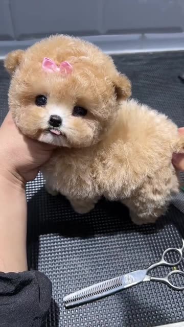 Where can I get one?🥰