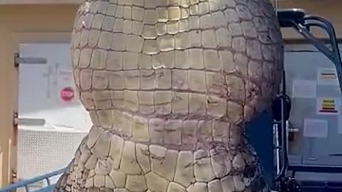 Viral: GIANT Gator! #florida #gatorhunting #viral #viralshort #viralvideo #viral