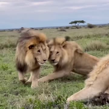 "The Unbreakable Trio: Three Lions, One Unstoppable Force!"