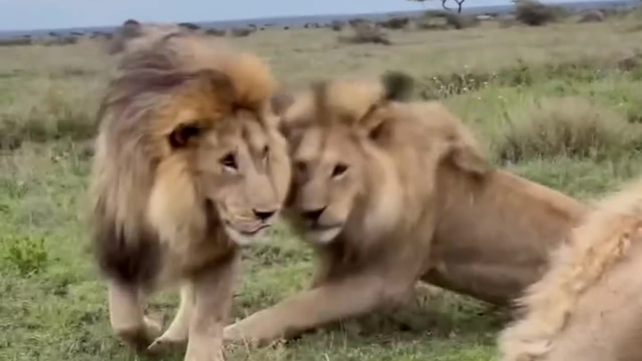 "The Unbreakable Trio: Three Lions, One Unstoppable Force!"