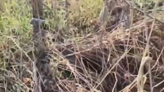 🛸🔥 Ukraine Russia War | Ukrainian FPV Drones Strike Russian Supply Convoy | RCF