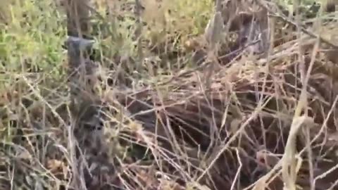 🛸🔥 Ukraine Russia War | Ukrainian FPV Drones Strike Russian Supply Convoy | RCF