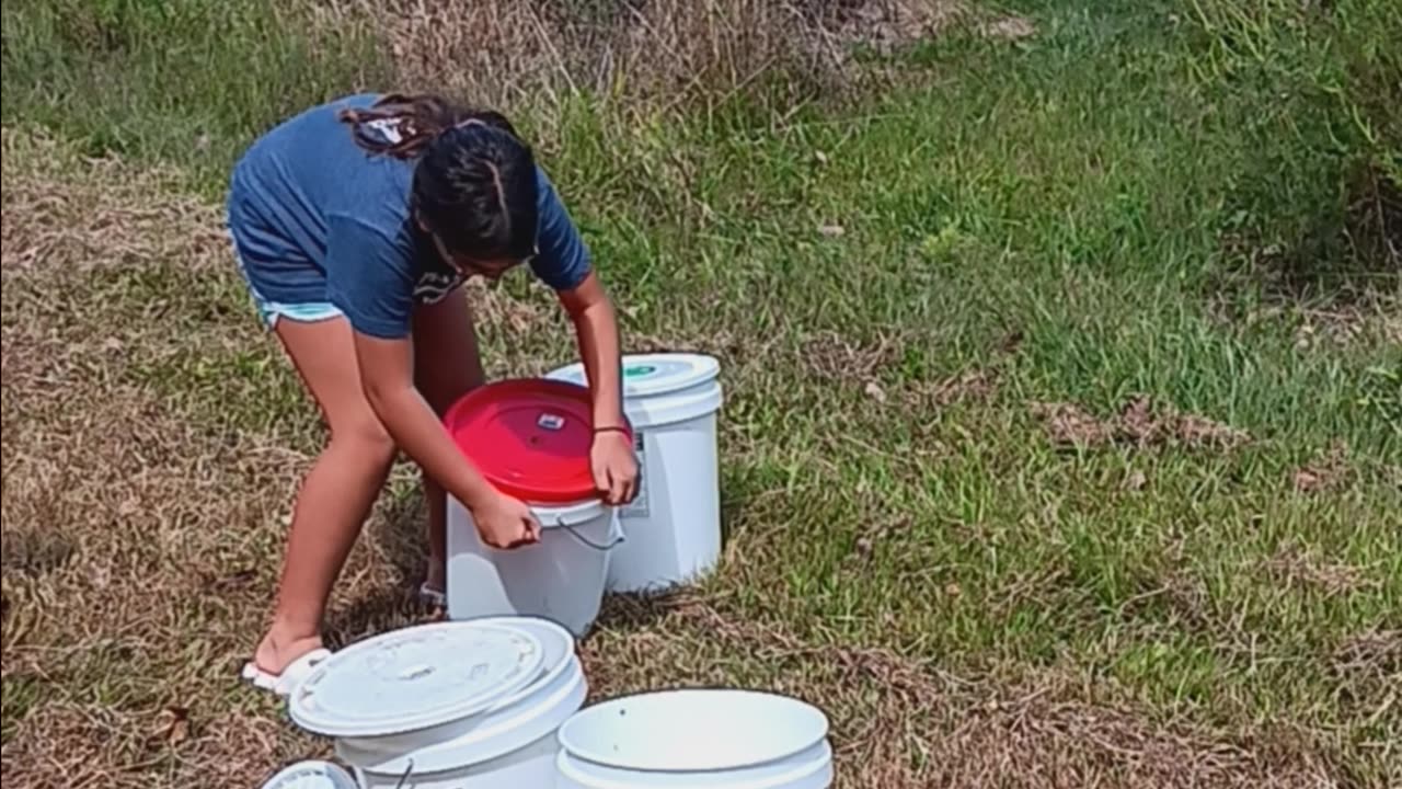 Pheasant release 1