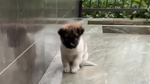 If you are watching this video, know that God has made you the guardian angel of a hungry cat💝