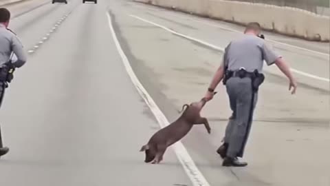 Two troopers chased and caught a pig that got loose on a highway in Carolina!