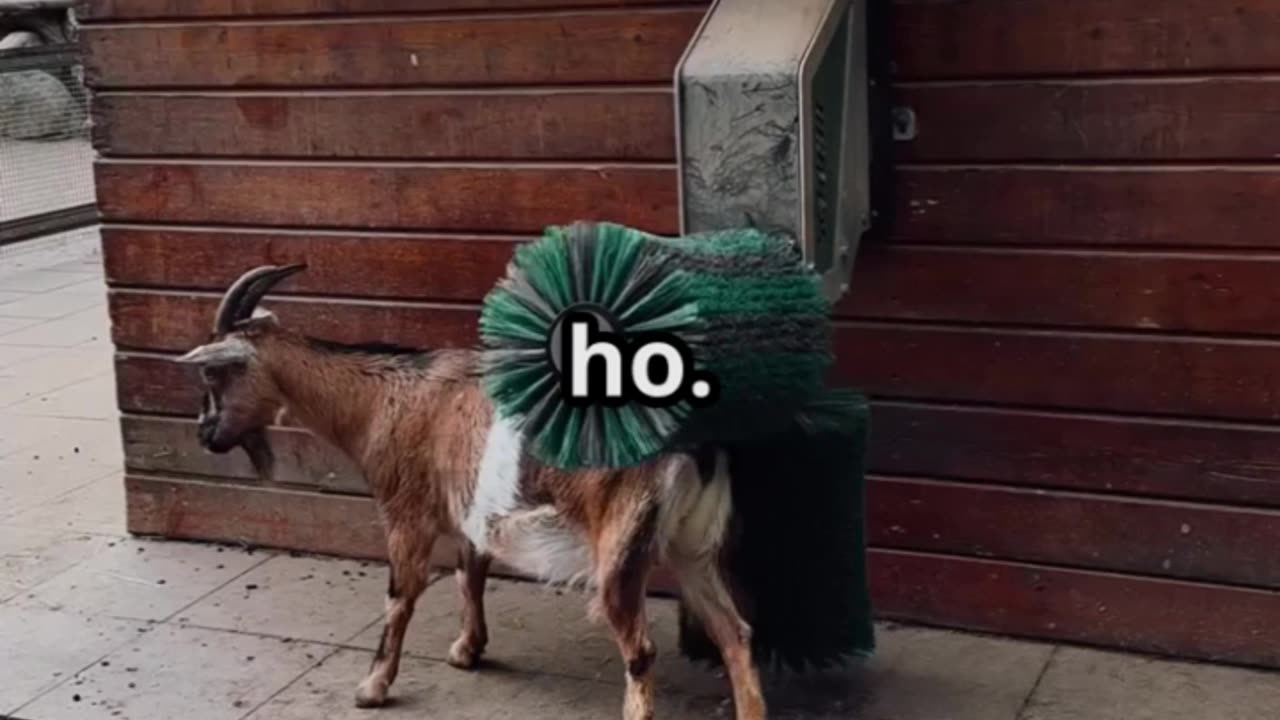 party GOAT
