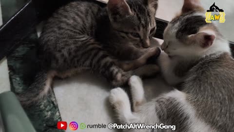 25th July Kitten vlog Patch & Alt