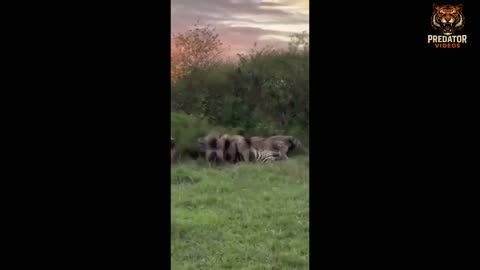 Hyenas