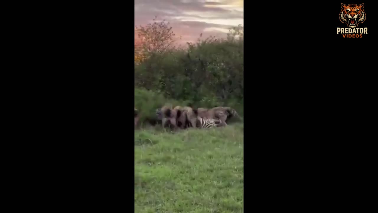 Hyenas
