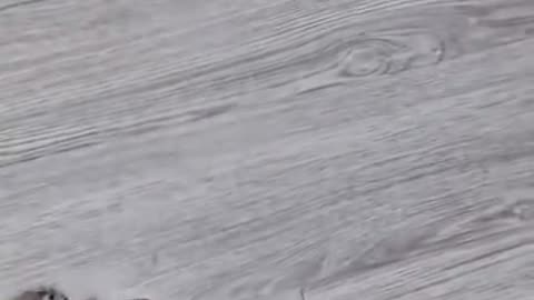 Video of cat 🥰 lovely 🐈 cat