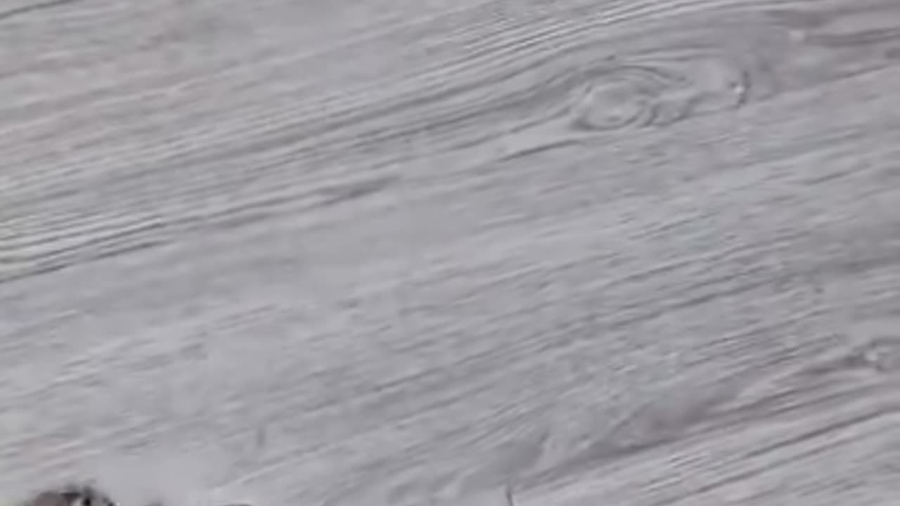 Video of cat 🥰 lovely 🐈 cat