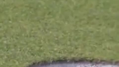 Let’s start the day with something nice! A fly helped a golfer win $728,000