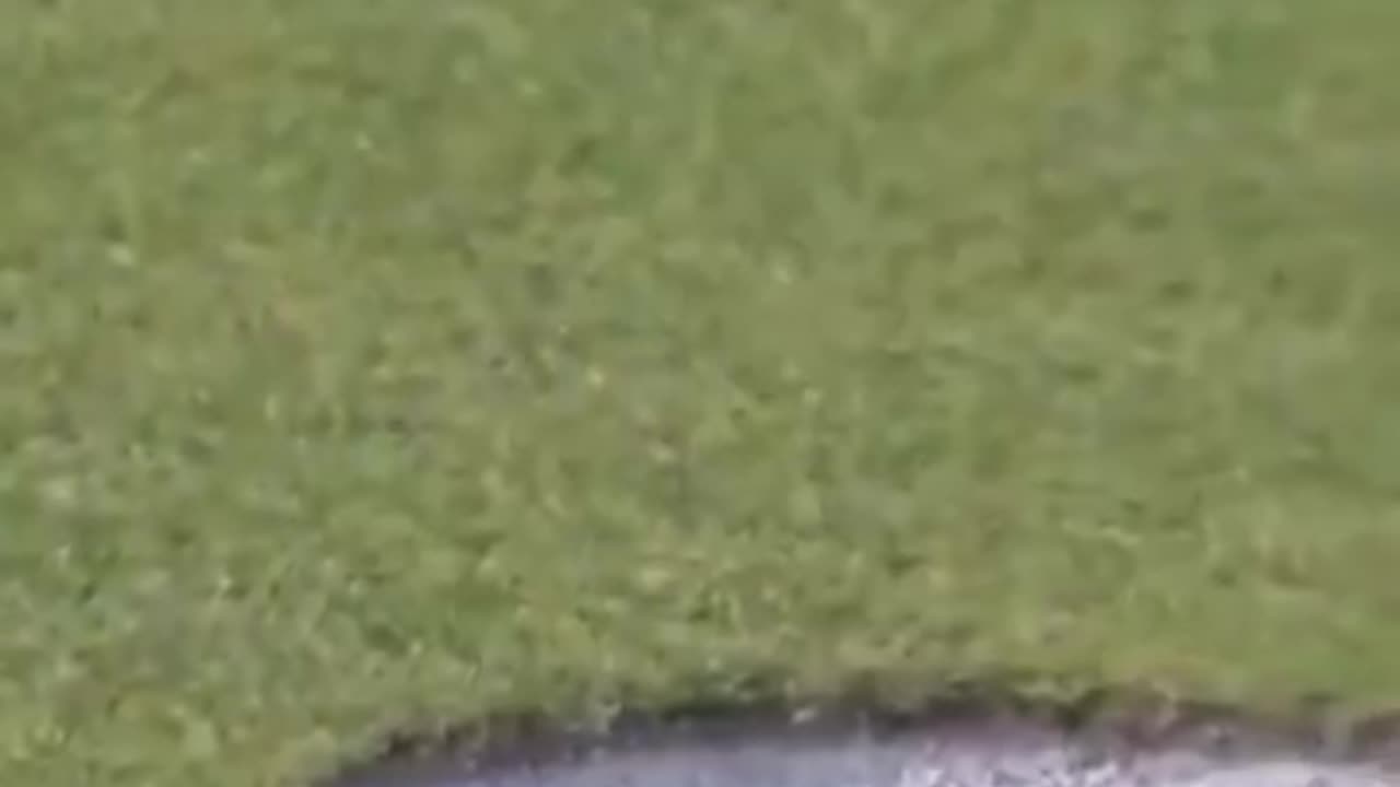 Let’s start the day with something nice! A fly helped a golfer win $728,000