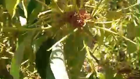 avocado flowers and plants