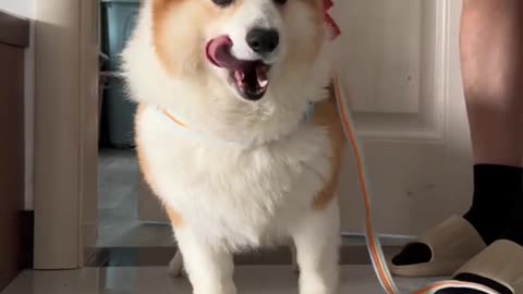 Dog's Comedy Videos 🤣 so cute videos 😍 funny videos 🤣