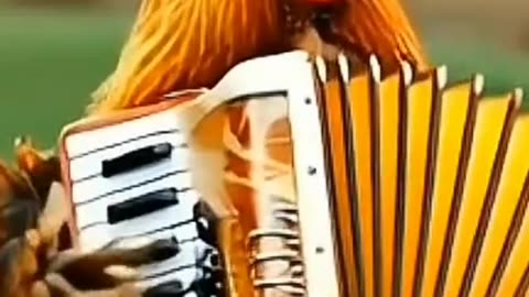 A Hen Singing a Song With Her Friends ।। Comedy।। #shorts #shortfeeds #birds #viral #trending