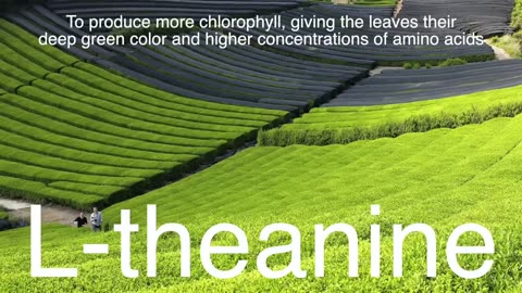How Matcha Is Made ; From Leaf to Powder