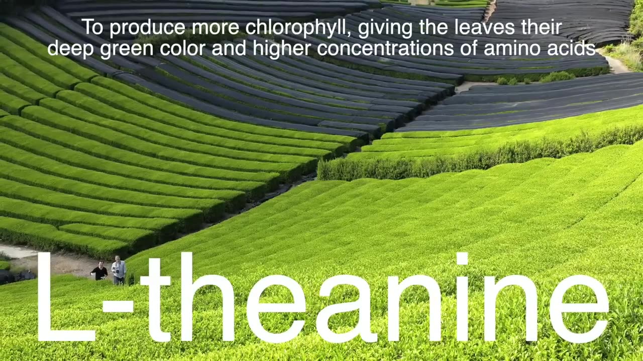 How Matcha Is Made ; From Leaf to Powder