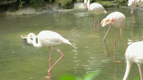 Flamingos 🦩 #bird #birds