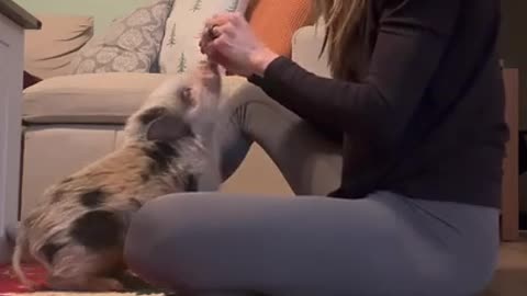Tiny Pig Practicing His Best Tricks