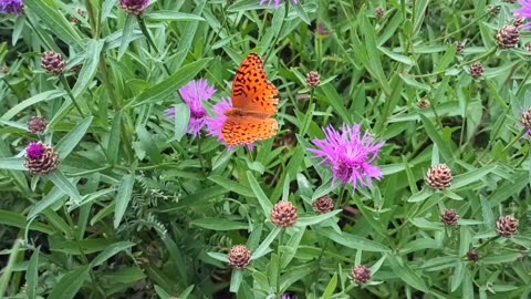 Gulf Fritillary