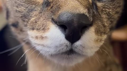 Stubborn cat online is not convinced