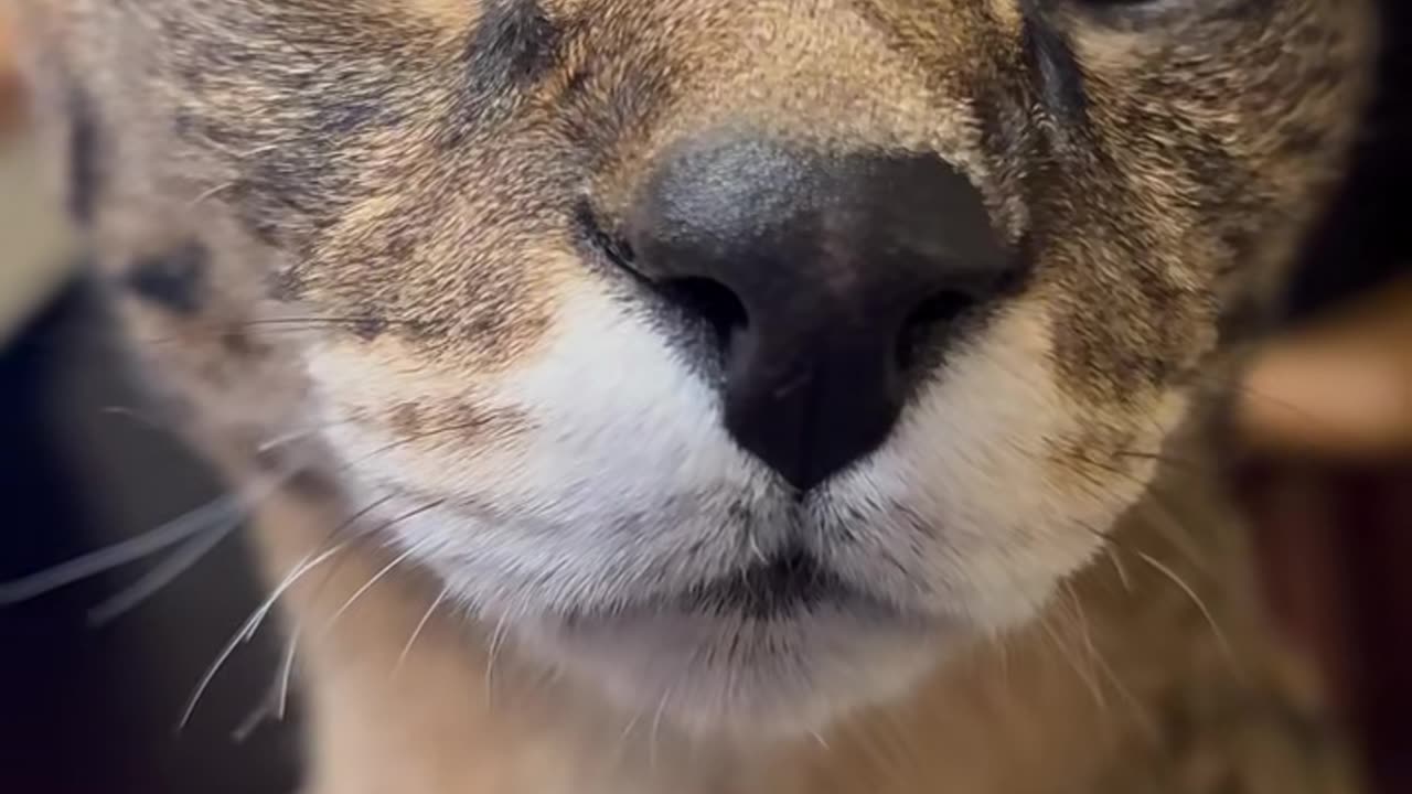 Stubborn cat online is not convinced