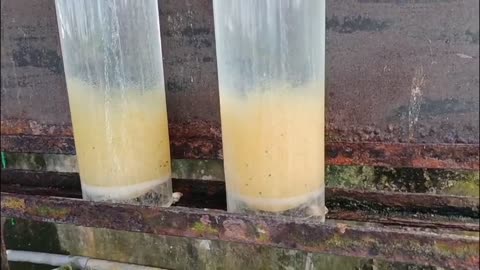 The chances of tilapia eggs hatching