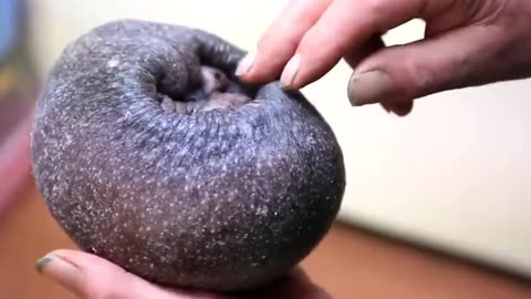 🧠✨ Baby Hedgehog Born Without Quills! See This Adorable Miracle | FeedMyCuriosity