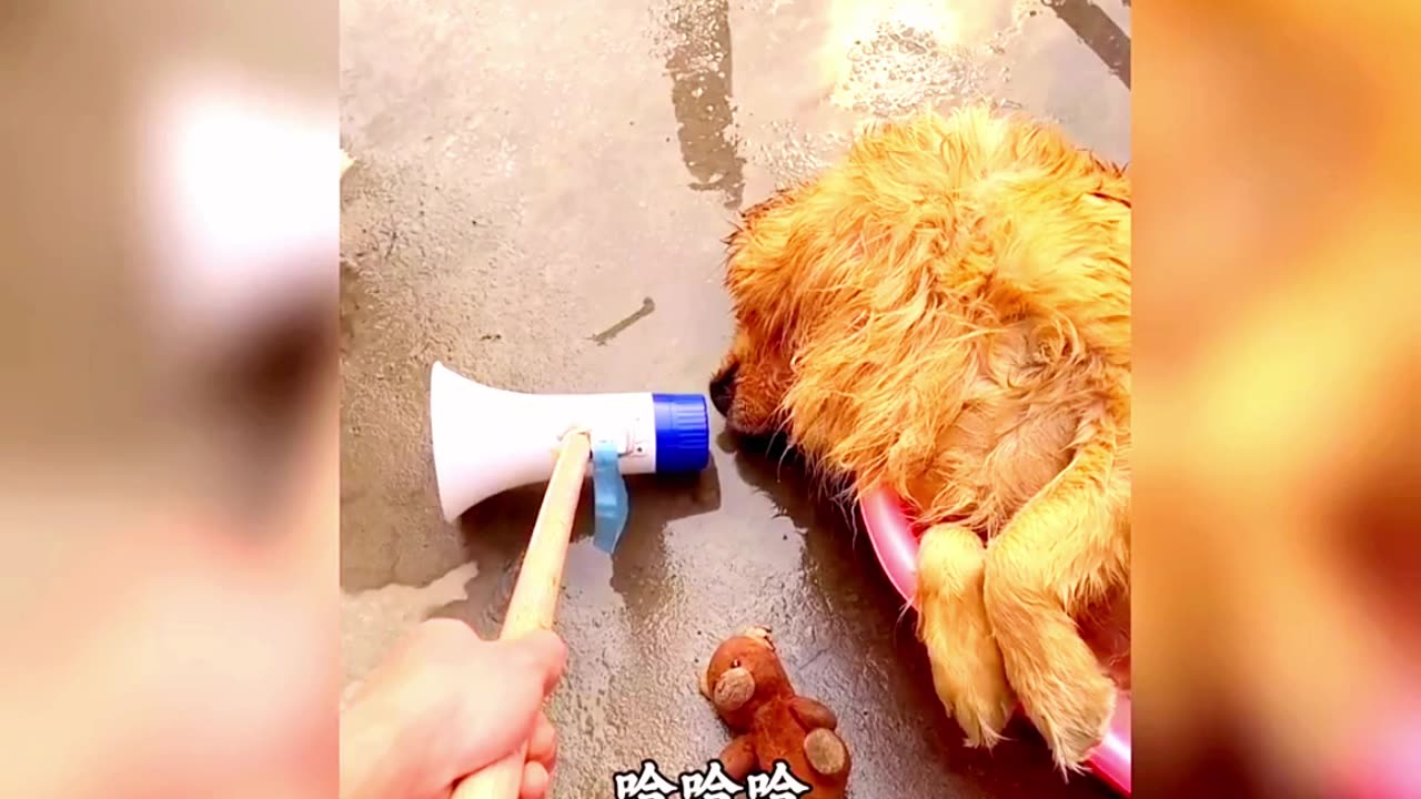The Funniest Dogs on the Internet Right Now | #shorts #funny #trending #funny&cuteanimals