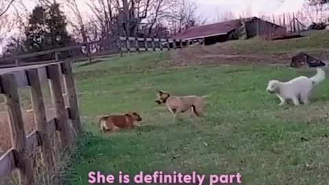 🐶❤️ This Hero Dog Thanks His Rescuer In The Sweetest Way! | FeedMyCuriosity