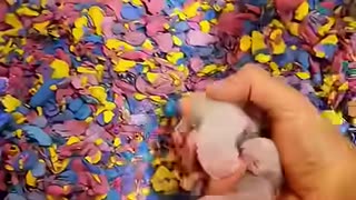 Ferrets have a strange instinct few people understand