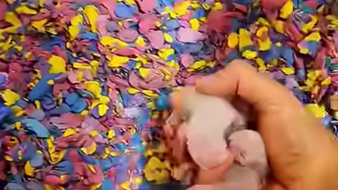 Ferrets have a strange instinct few people understand
