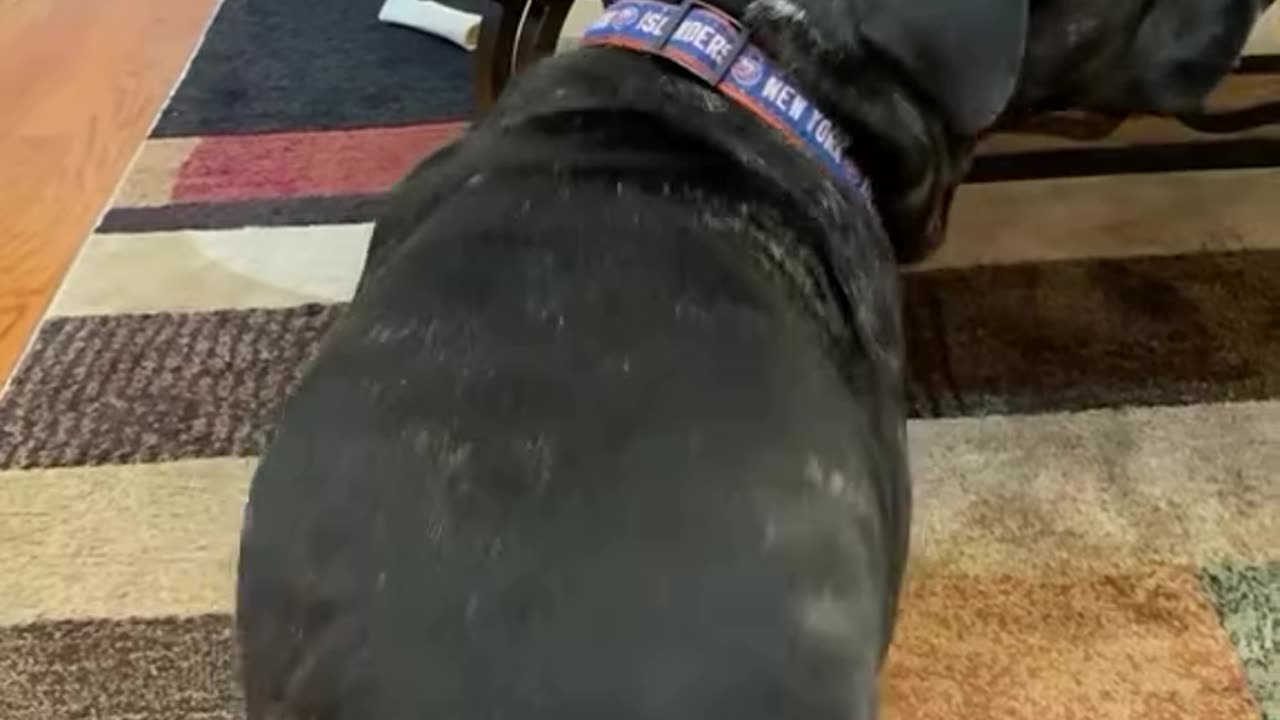 Dancing Dog Steals the Show! / Câine Dansator – Show Total! 🕺🐕🎶