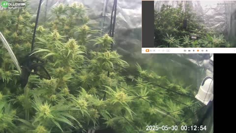 I Grew Two Strains Of Cannabis Side By Side - Which Is Better?