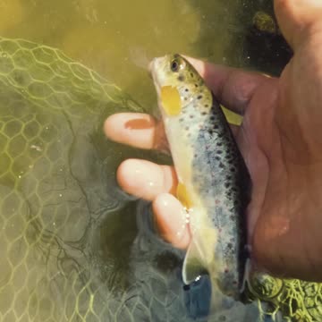Beautiful Wild Brown trout!