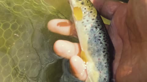 Beautiful Wild Brown trout!