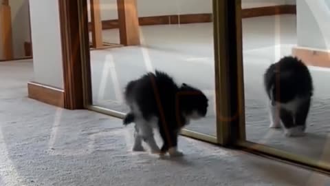 Funny video