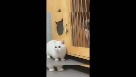 Funny Animal Video | Funny Cat/Dog | Part 3 - FunnyPetChannel