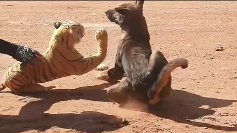 Unlimited Dogs Comedy Videos 1 Minutes Full video 🤩 Very nice 🙂