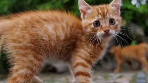 Dog's Comedy Videos 🤣 so cute videos and puppies comedy scenes 😂 so cute 🥺🥰 🥰