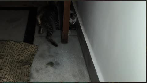 27th July Kitten Vlogs Patch Alt
