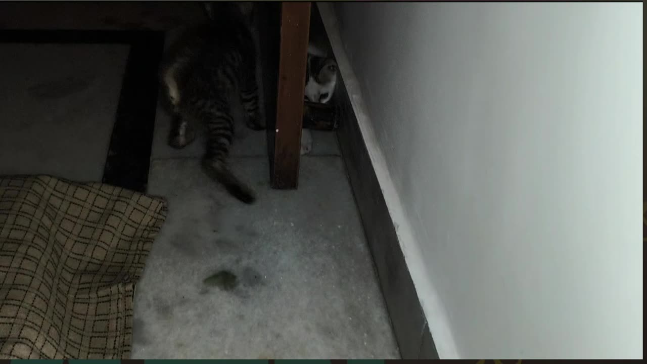 27th July Kitten Vlogs Patch Alt