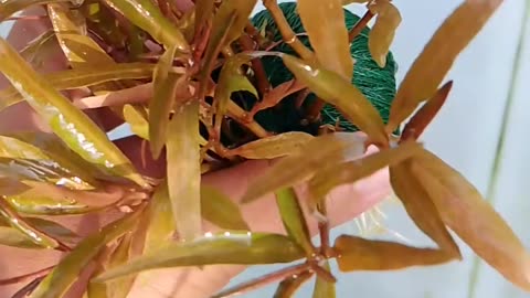 Plant Cultivation wabi kusa