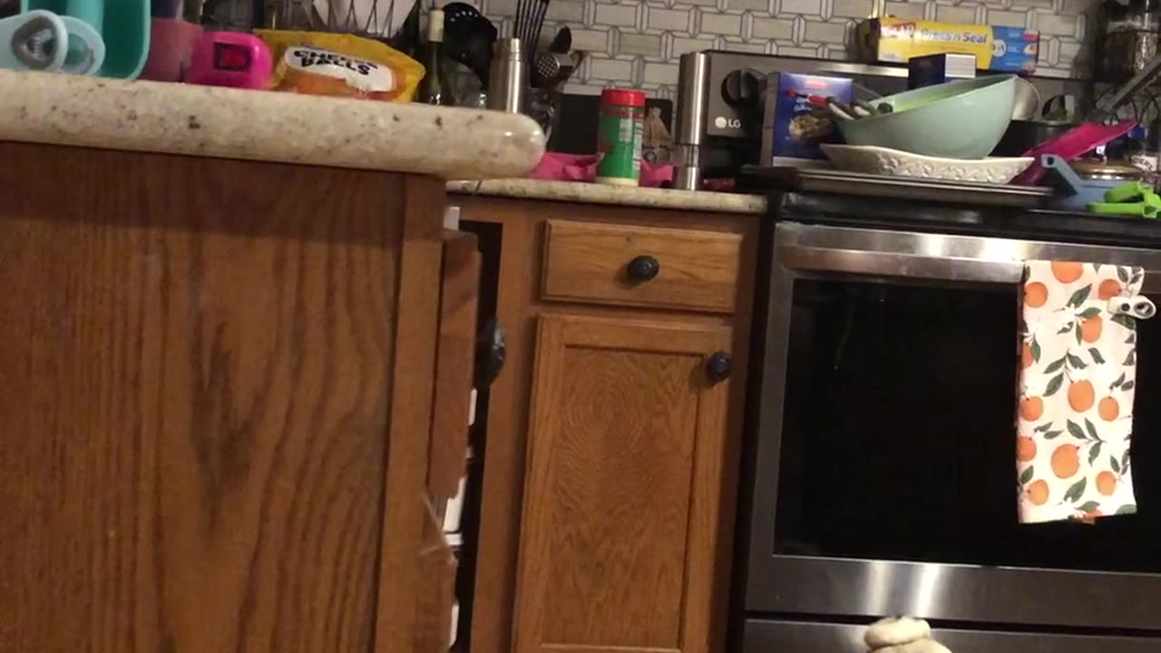 Pug puppy versus Shark