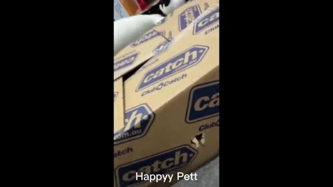 Funny animals - Funny cats _ dogs - Funny animal videos p6