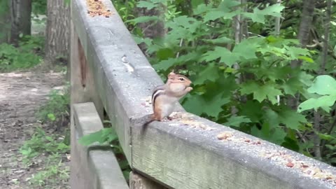 Chipmunk sampling some of the lunch offerings