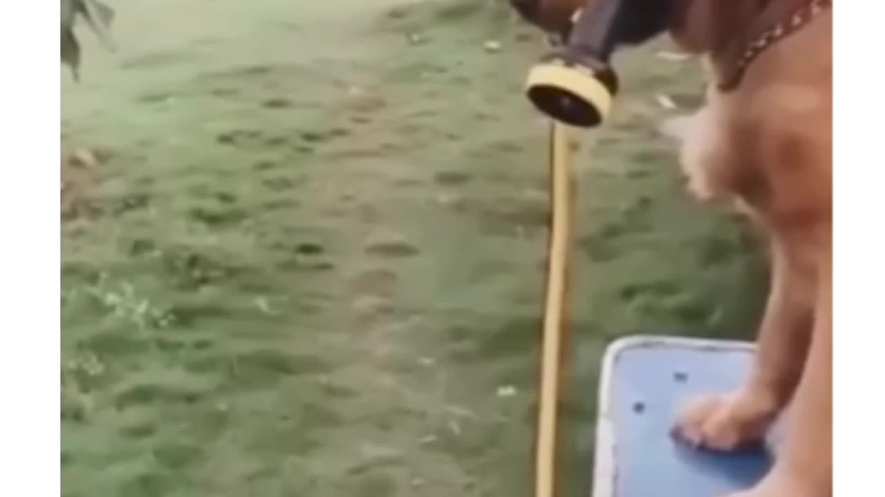 Better to not trust your pet when showering