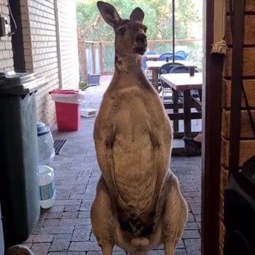 Kangaroo diaries only in Australia 🇦🇺